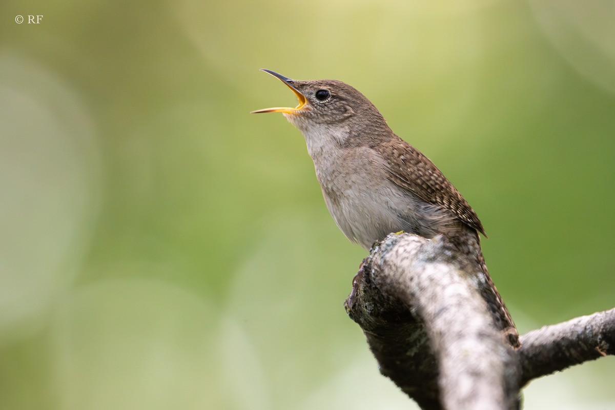 House Wren (Northern) - Roxie Fu