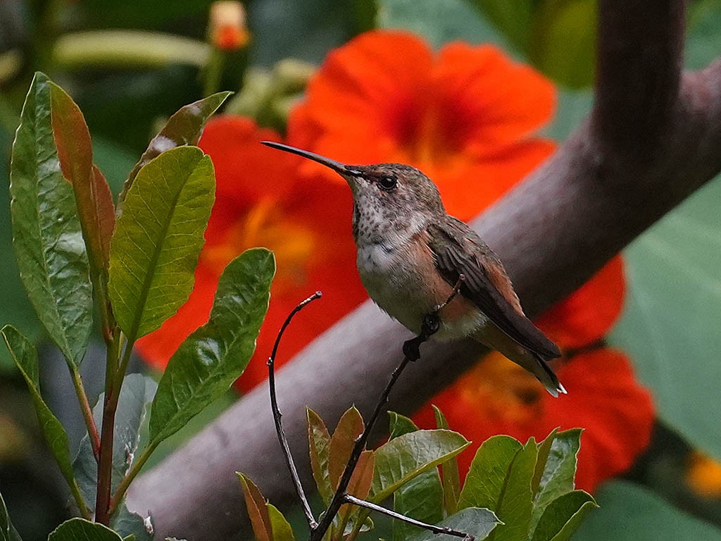 Allen's Hummingbird - Tom Haglund