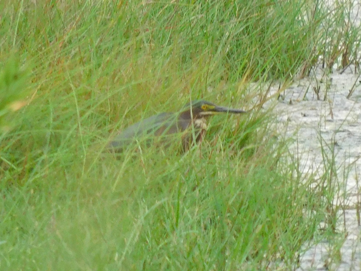 Green Heron - Kathy Rhodes