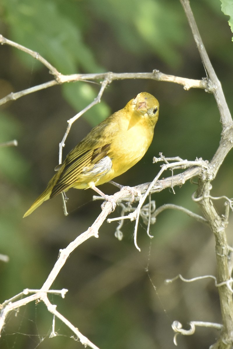 Summer Tanager - ML618797667