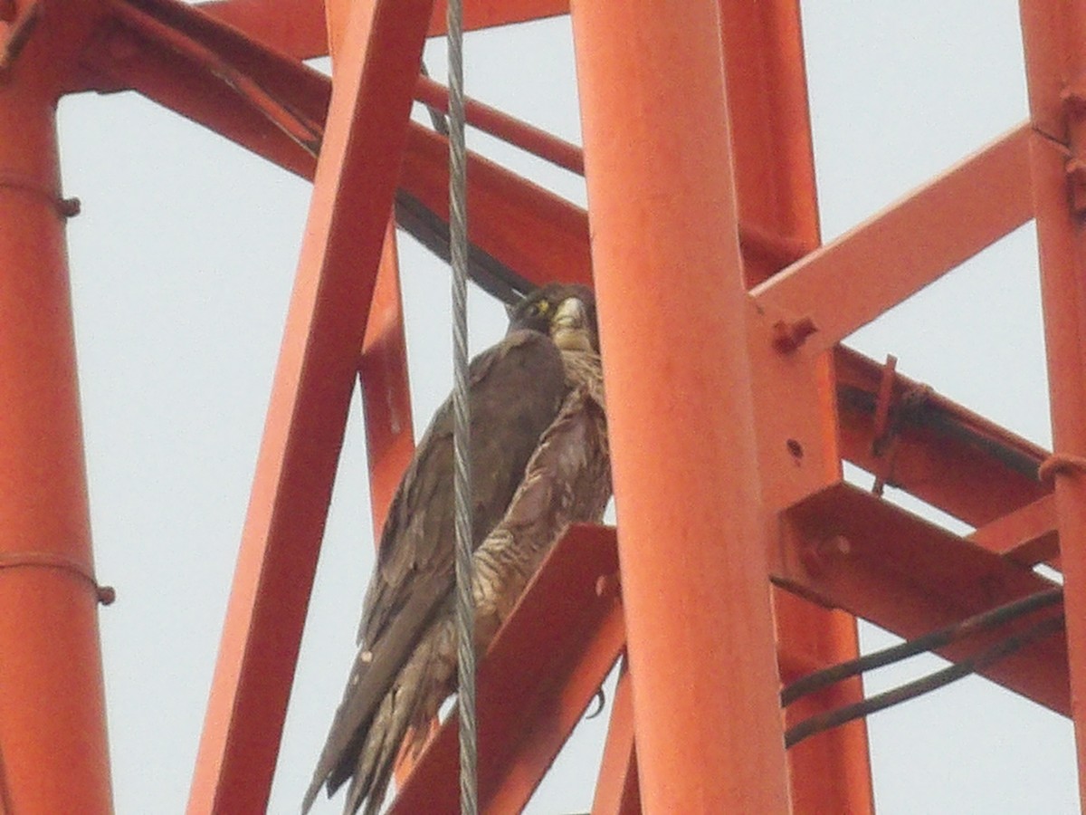 Peregrine Falcon - Marcelo Gutierrez