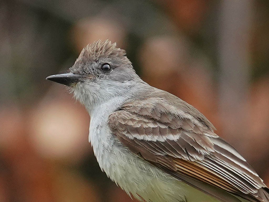 Ash-throated Flycatcher - Tom Haglund