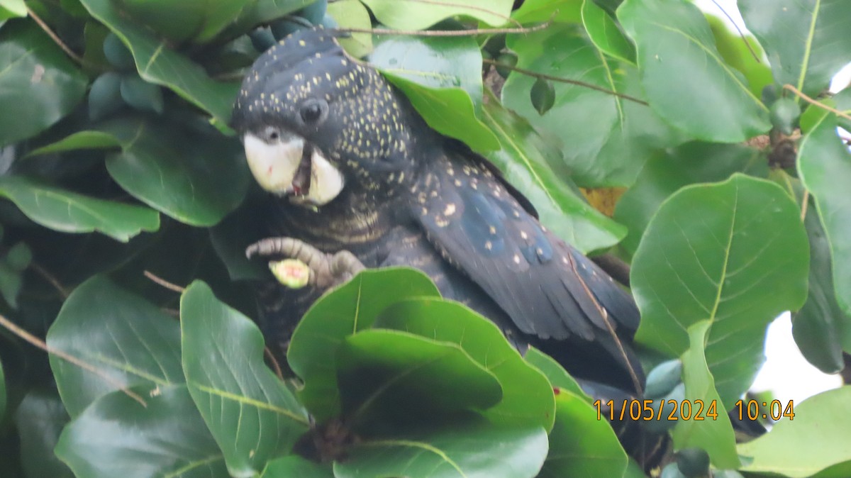 Red-tailed Black-Cockatoo - ML618797679