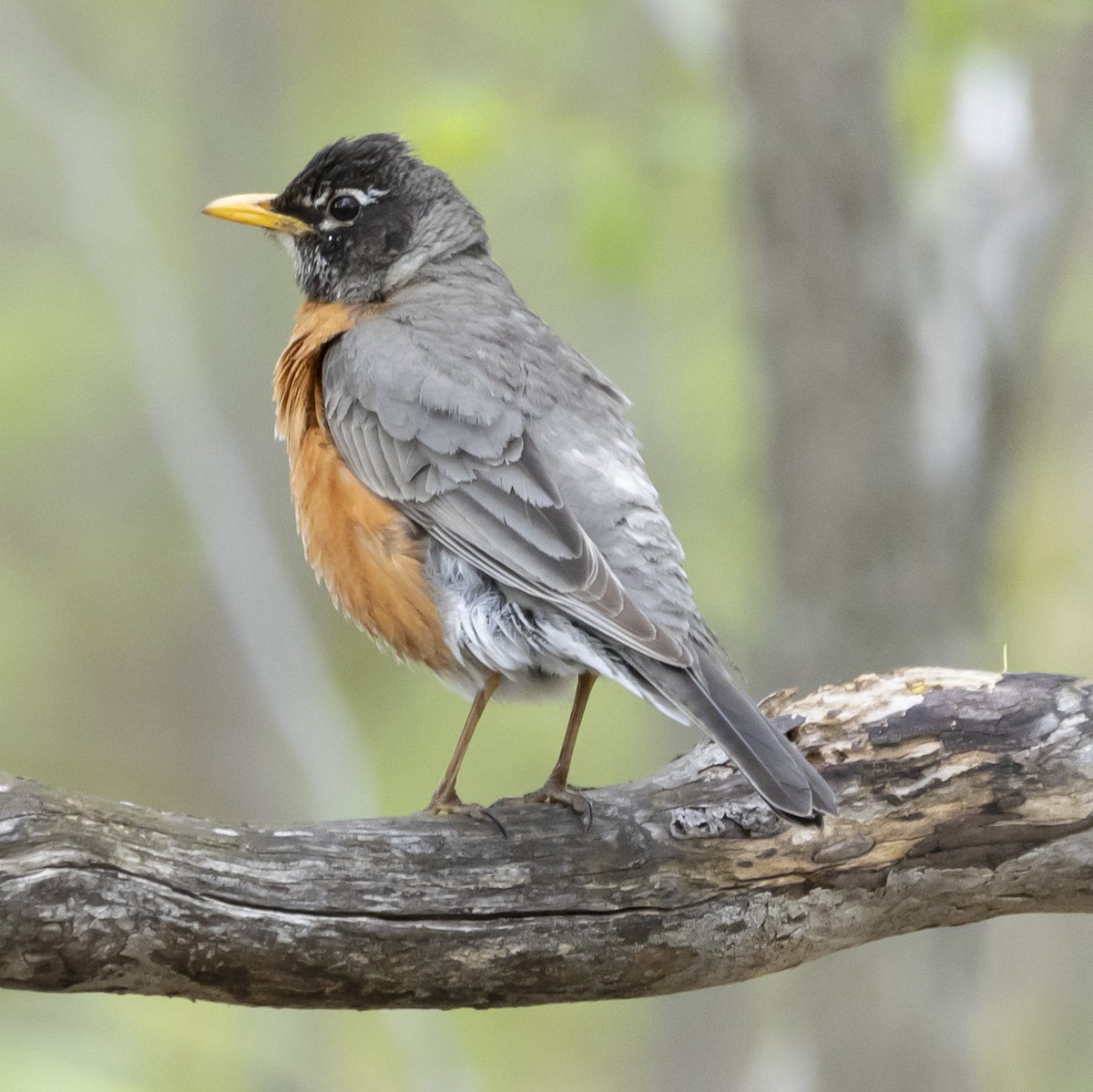 American Robin - ML618797680