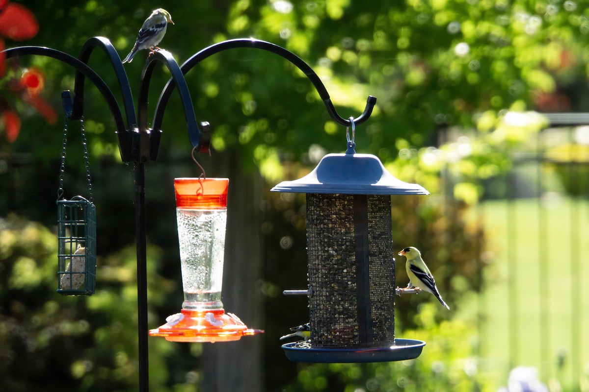 Chardonneret jaune - ML618797683