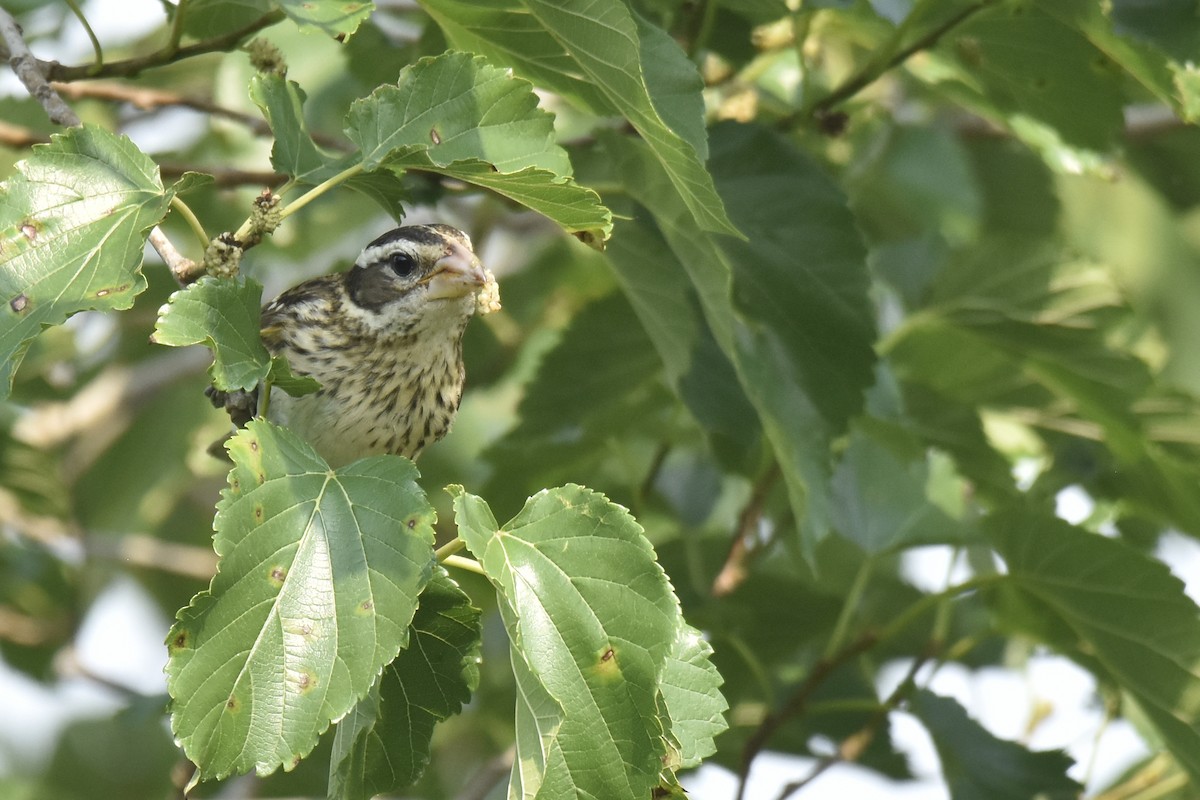 Rose-breasted Grosbeak - ML618797684