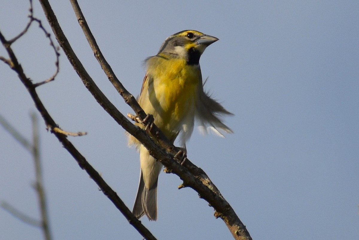 Dickcissel - Claire H