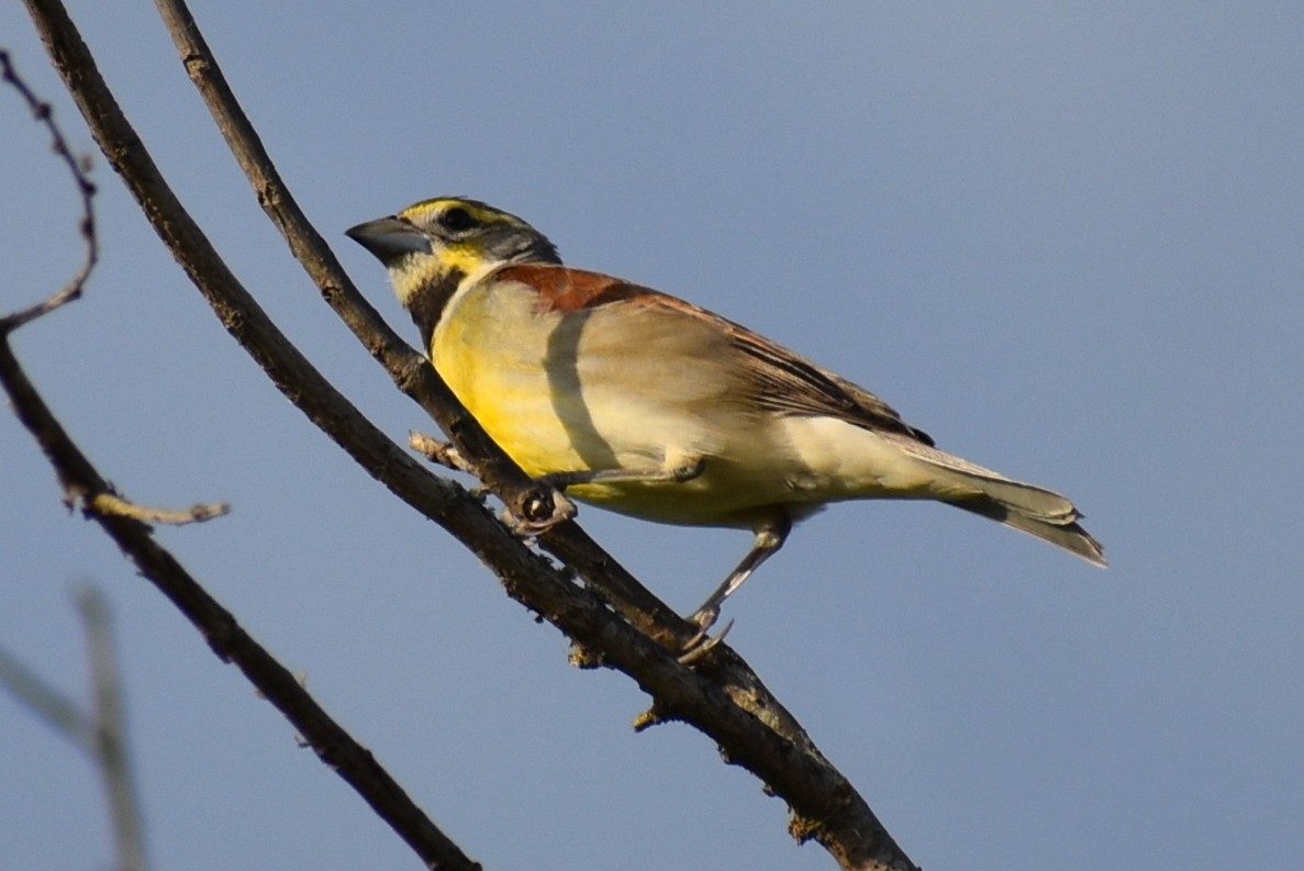 Dickcissel - Claire H