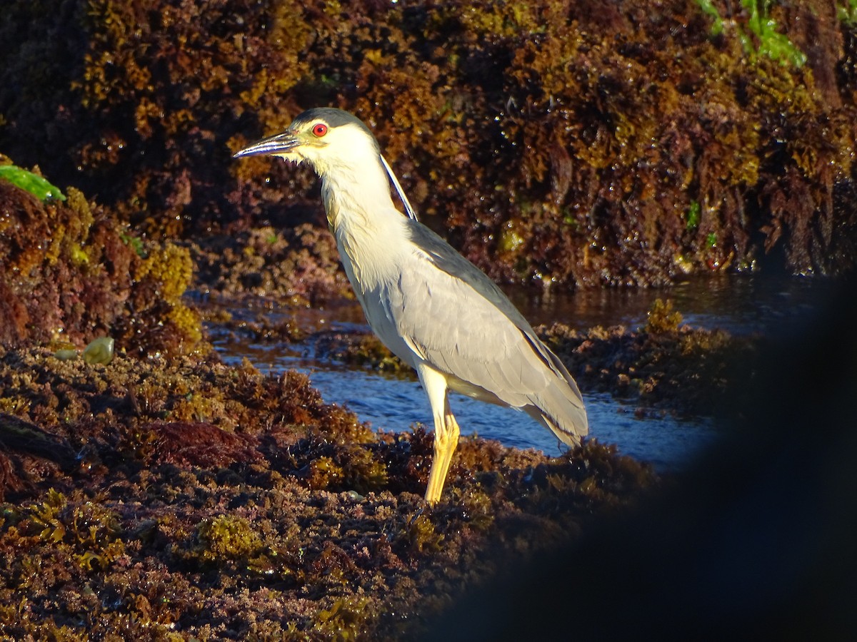 Black-crowned Night Heron - ML61879771