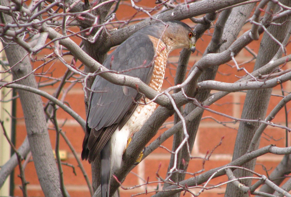 Cooper's Hawk - Ana Luisa Santo