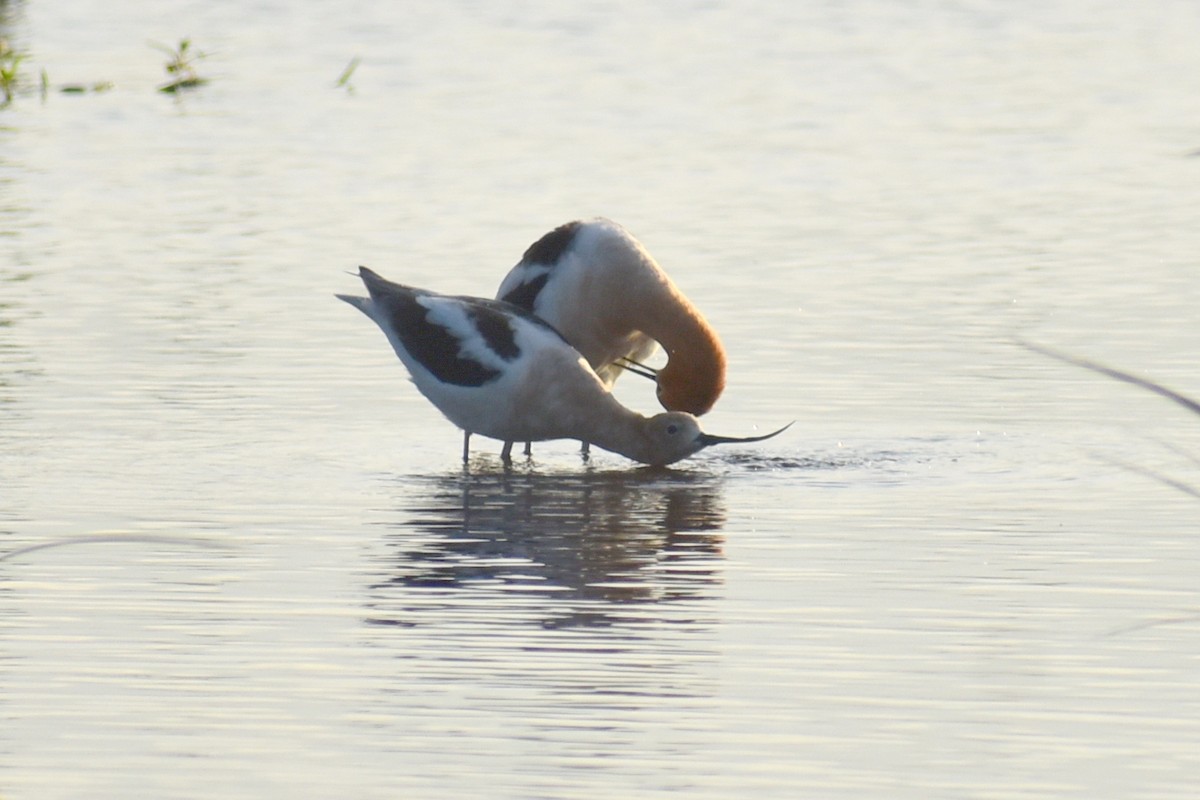 American Avocet - ML618797715