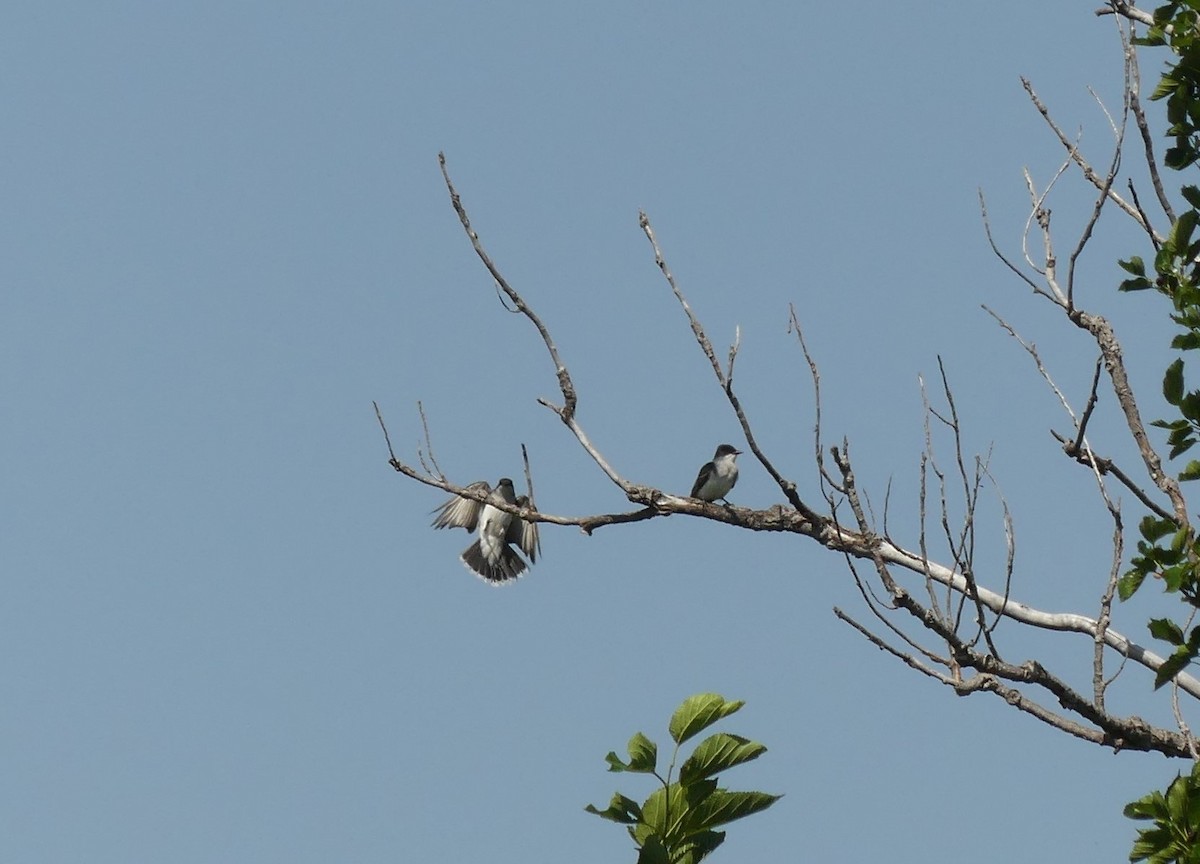 Eastern Kingbird - Chris Davis