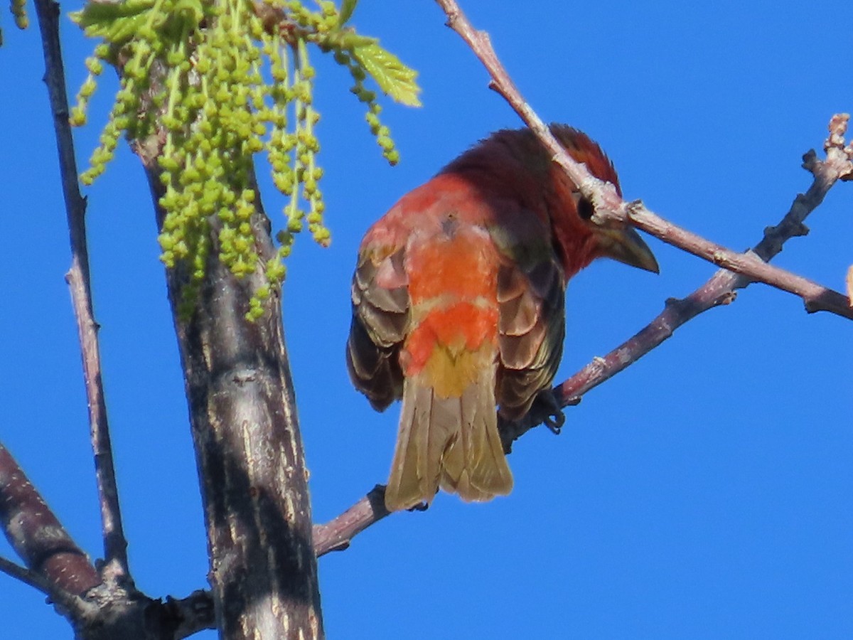 Summer Tanager - Edward Raynor