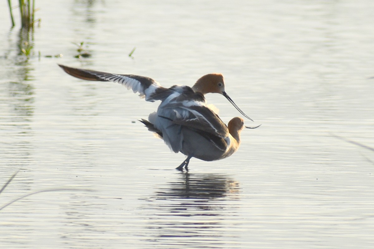 American Avocet - ML618797753