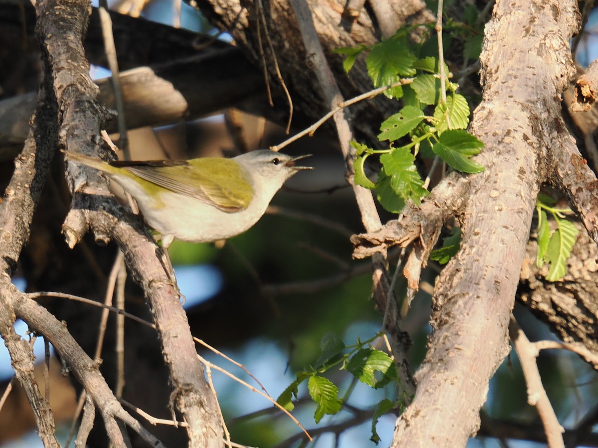 Tennessee Warbler - Shawn McCormick