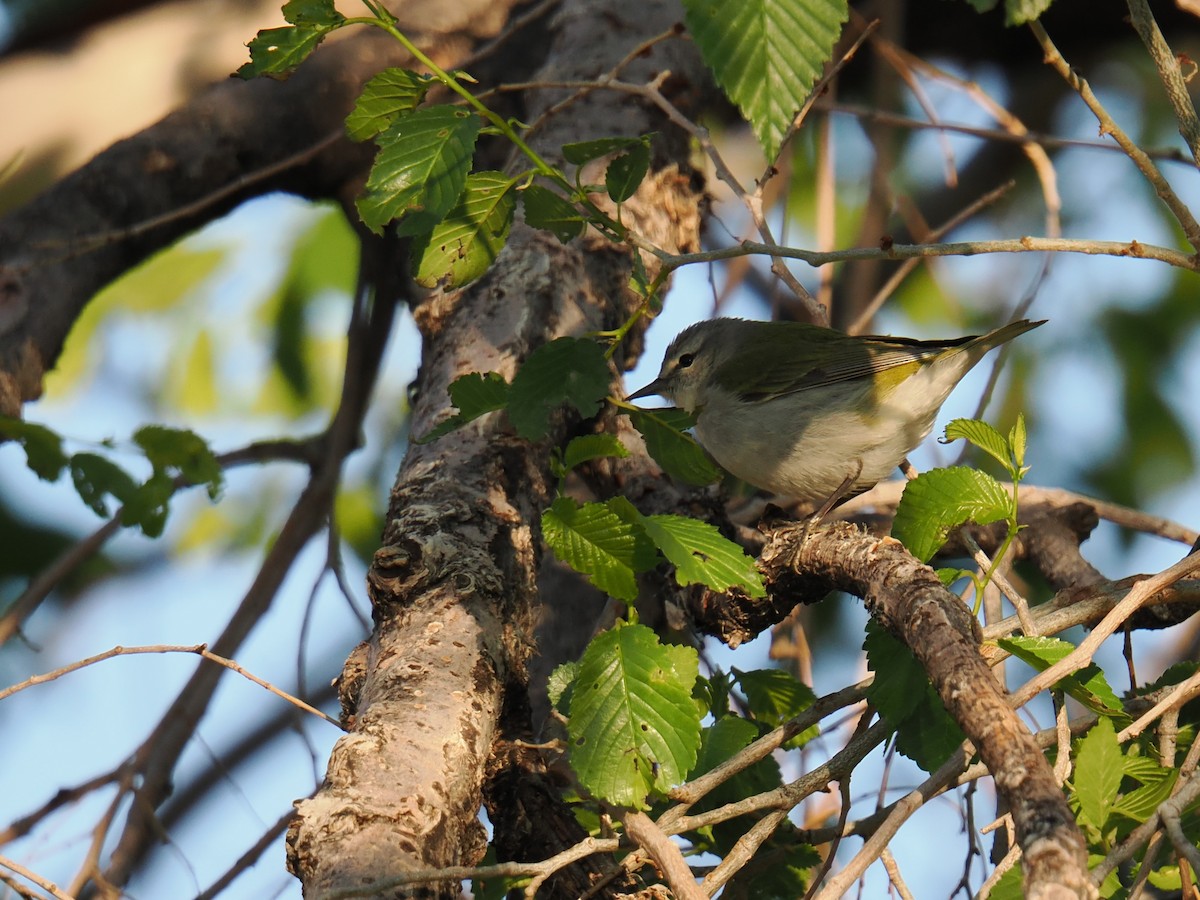 Tennessee Warbler - Shawn McCormick