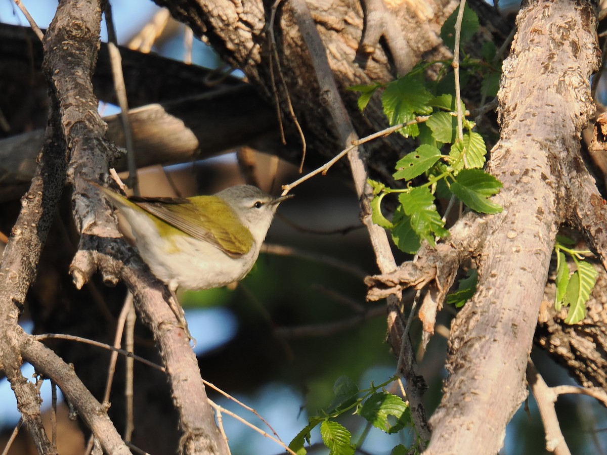 Tennessee Warbler - Shawn McCormick