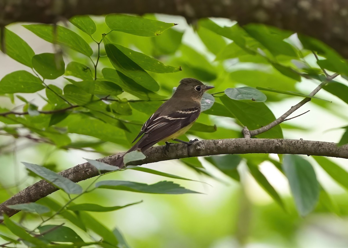 Acadian Flycatcher - AJT BIRD