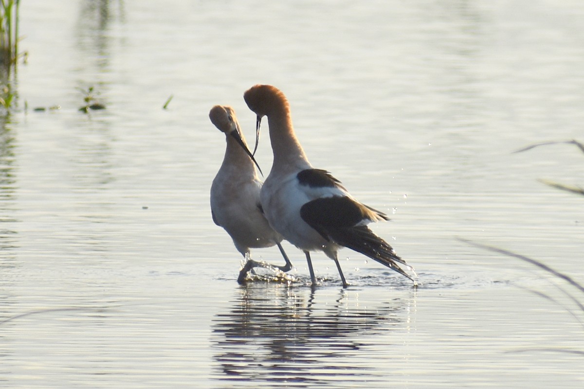 American Avocet - ML618797773