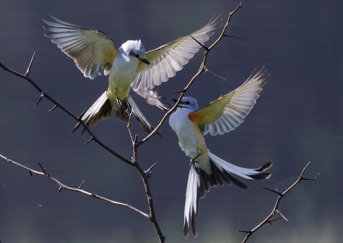 Scissor-tailed Flycatcher - Richard  Cohn