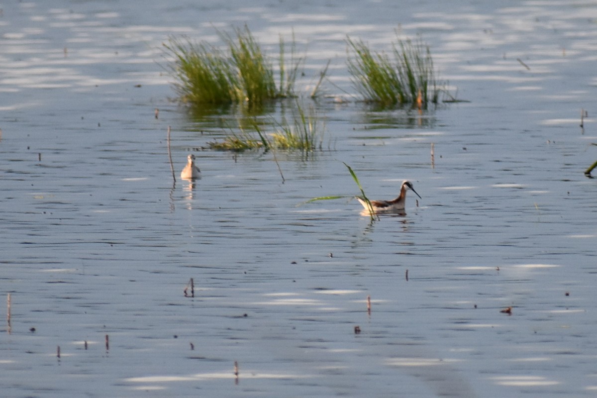 Wilson's Phalarope - Claire H