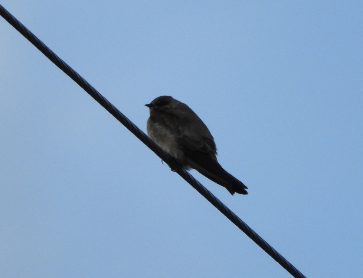 Golondrina Aserrada (grupo serripennis) - ML618797826