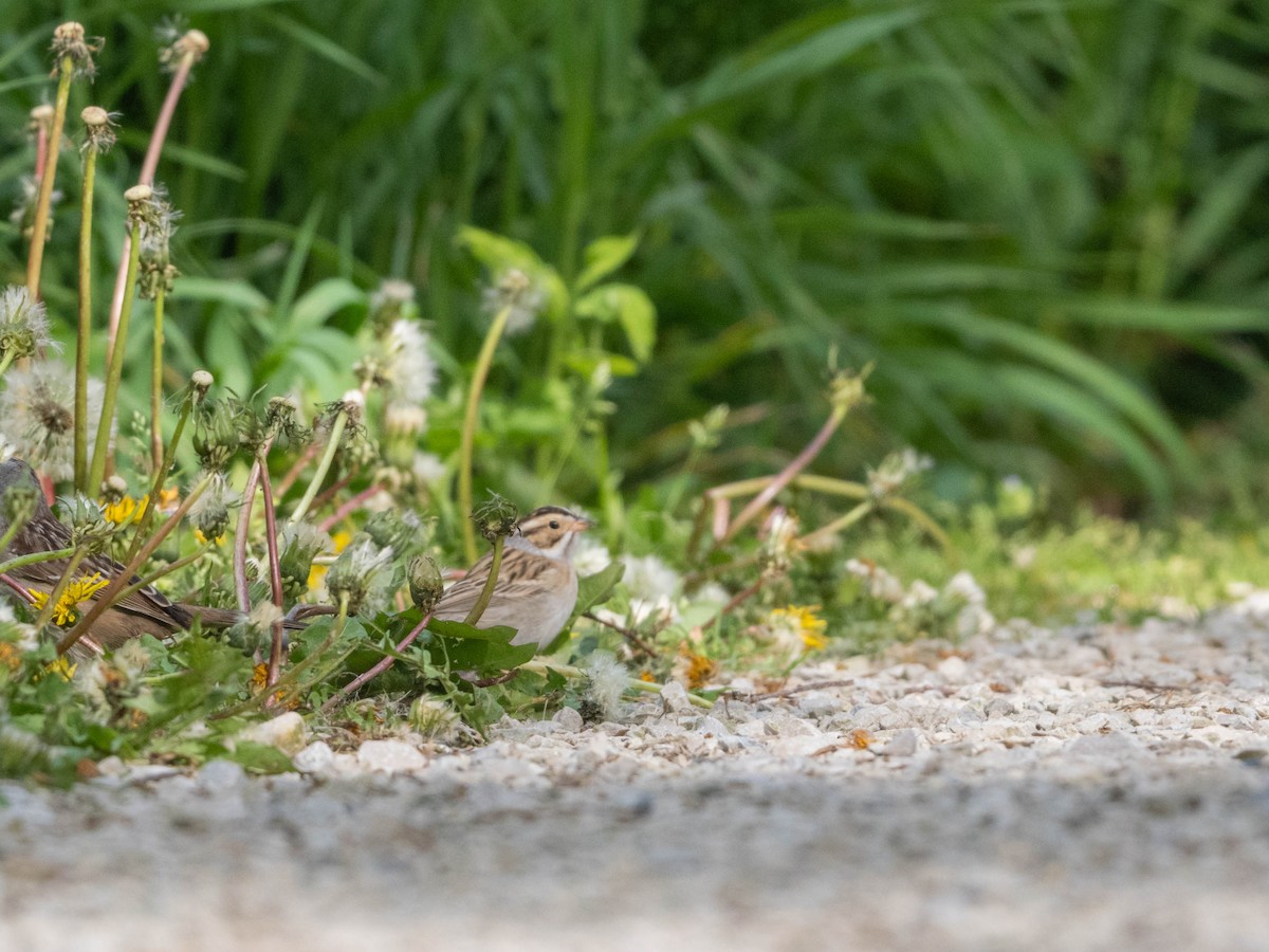 Clay-colored Sparrow - Michael & Ellen LAM