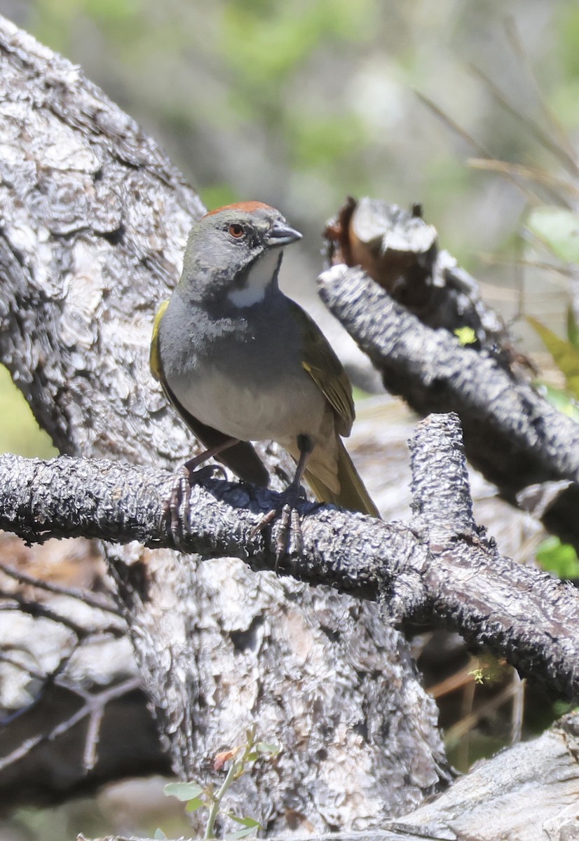 Green-tailed Towhee - ML618797830