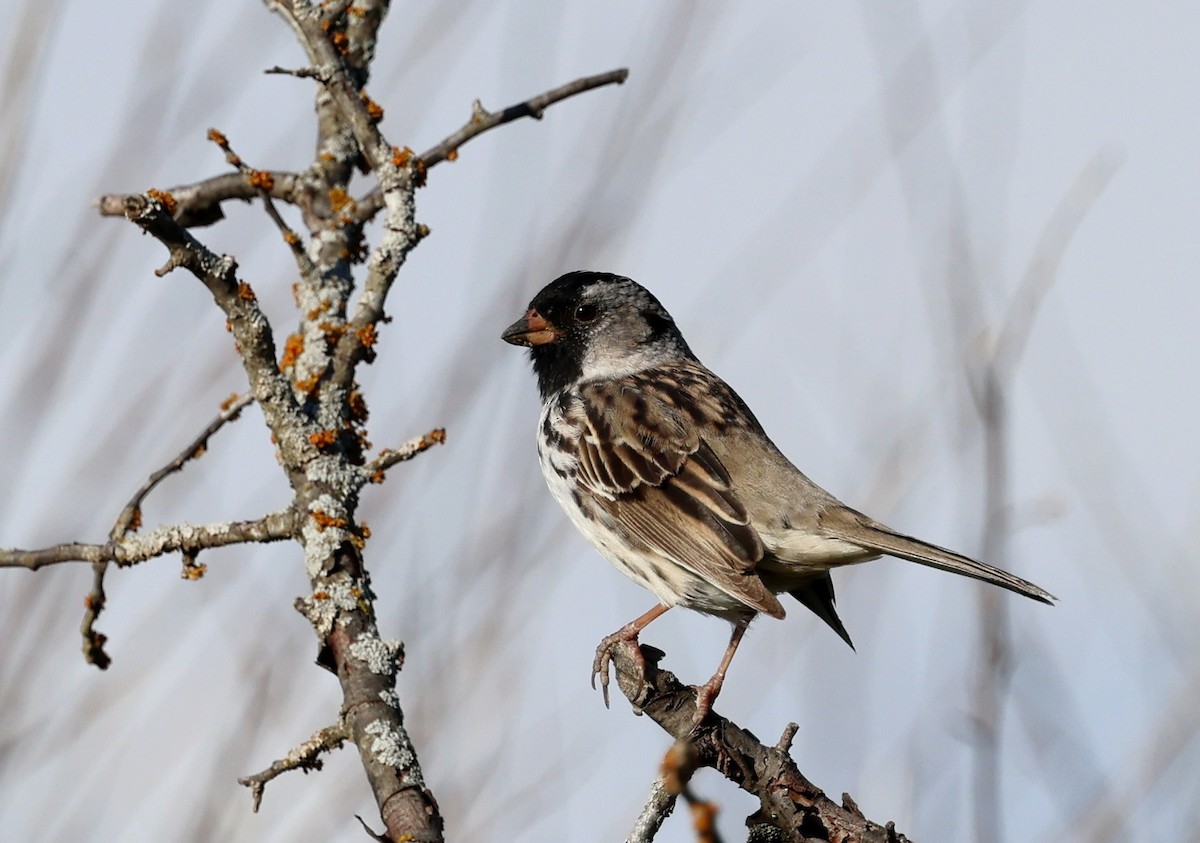 Harris's Sparrow - Michael Willison