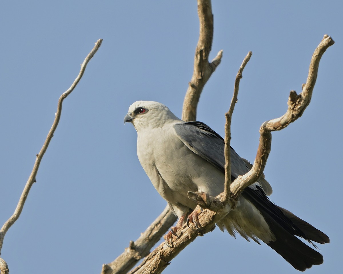 Mississippi Kite - B T