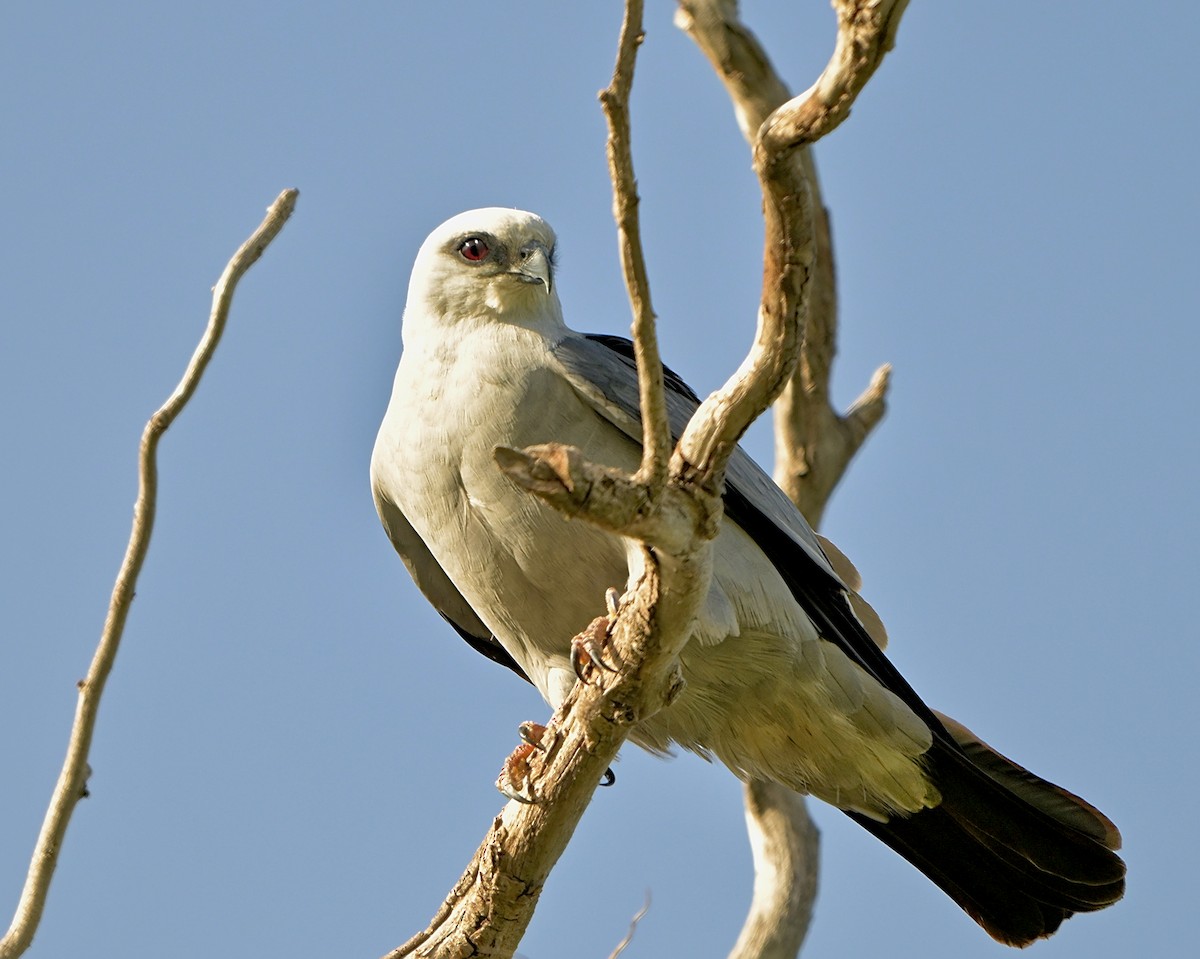 Mississippi Kite - ML618797855