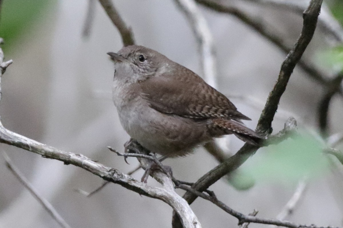 House Wren - Steve McNamara