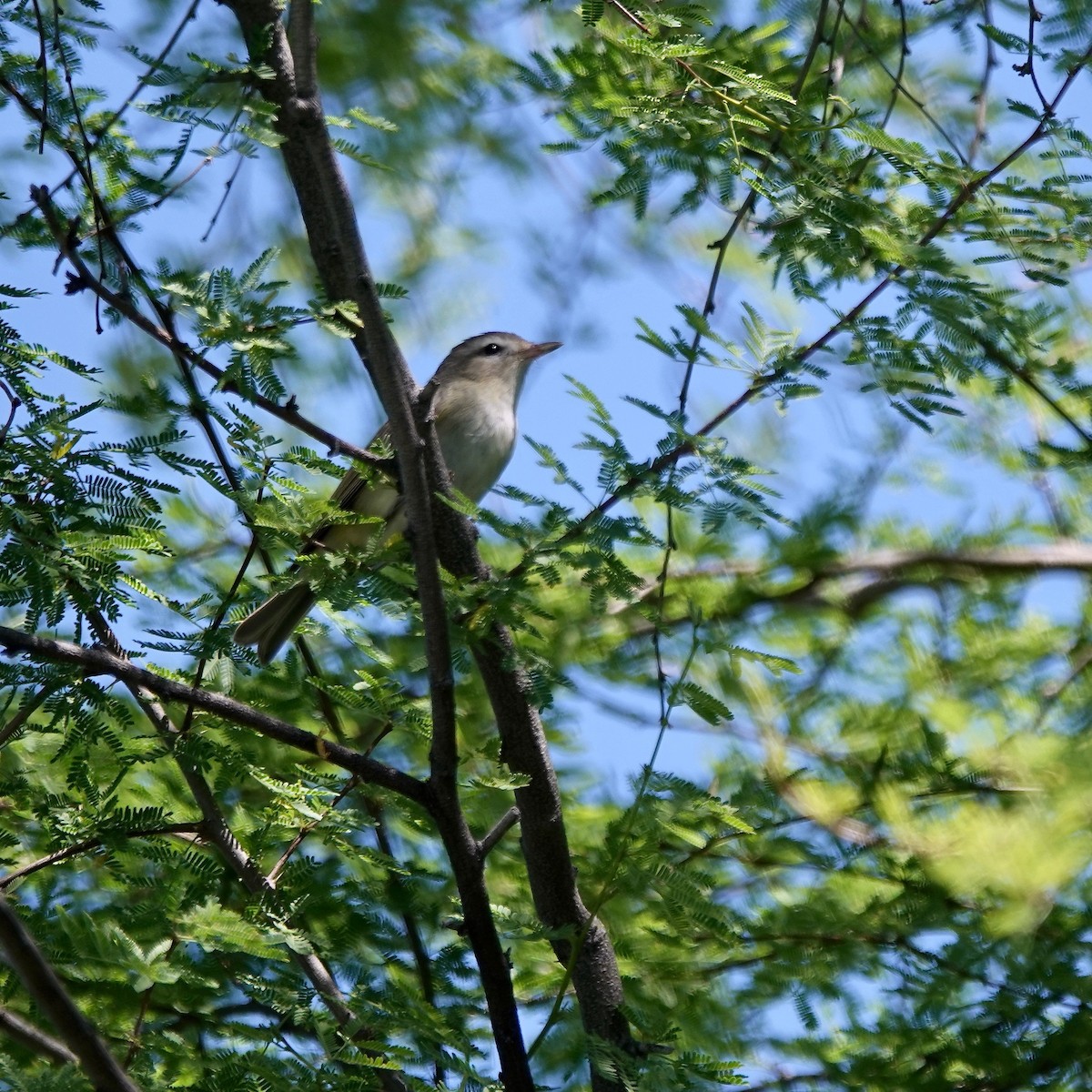 Warbling Vireo - allison shock