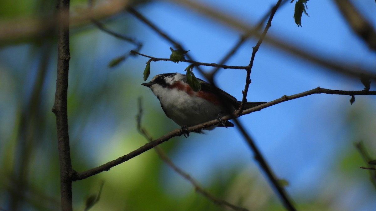 Chestnut-sided Warbler - Lillian G