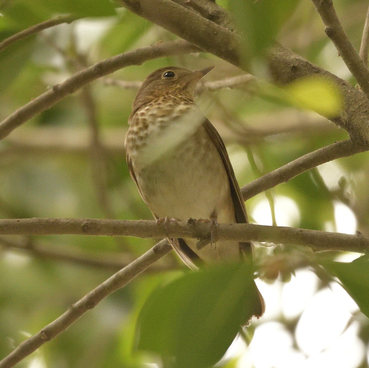 Swainson's Thrush - ML618797885