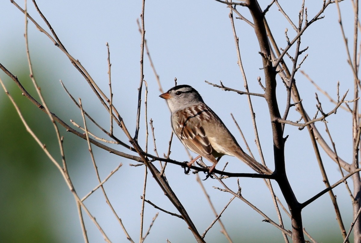 White-crowned Sparrow (Gambel's) - Michael Willison