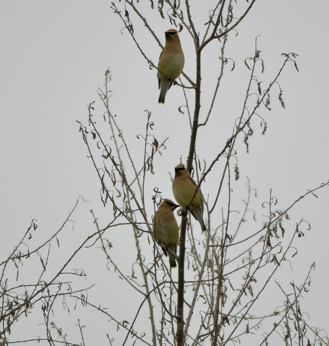 Cedar Waxwing - Leah Rottke