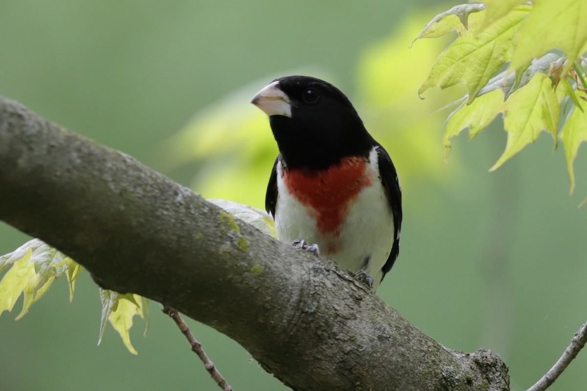 Rose-breasted Grosbeak - Steve McNamara