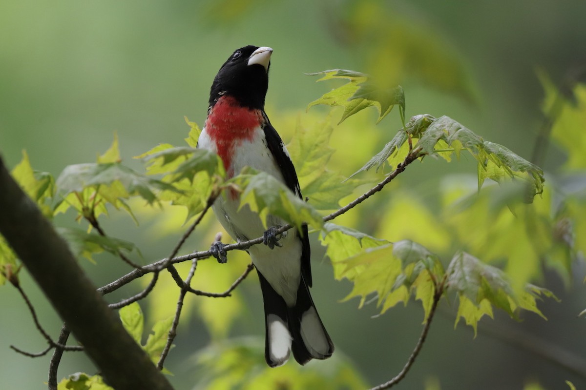 Rose-breasted Grosbeak - Steve McNamara