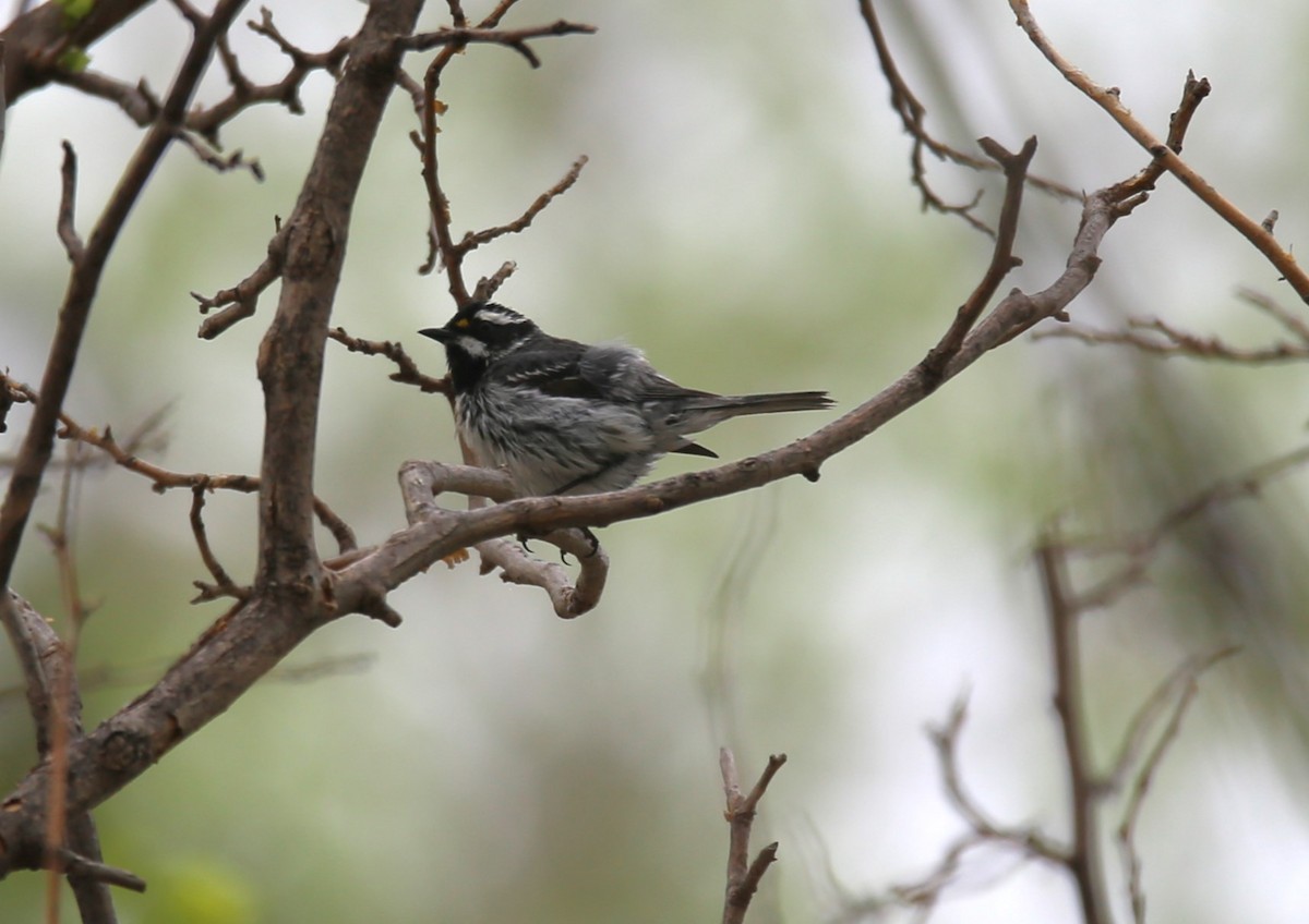 Black-throated Gray Warbler - Franklin Miller