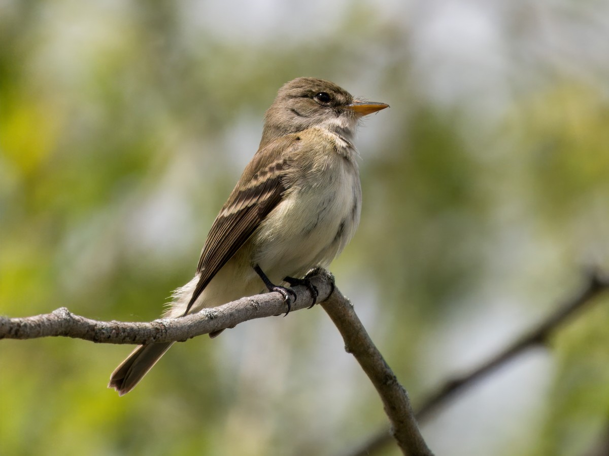 Willow Flycatcher - Cin-Ty Lee