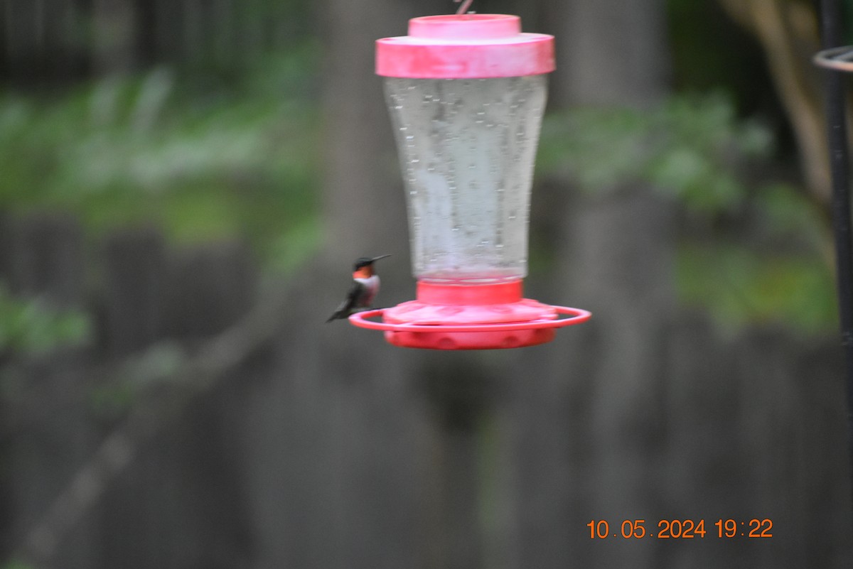 Ruby-throated Hummingbird - Greg Krog