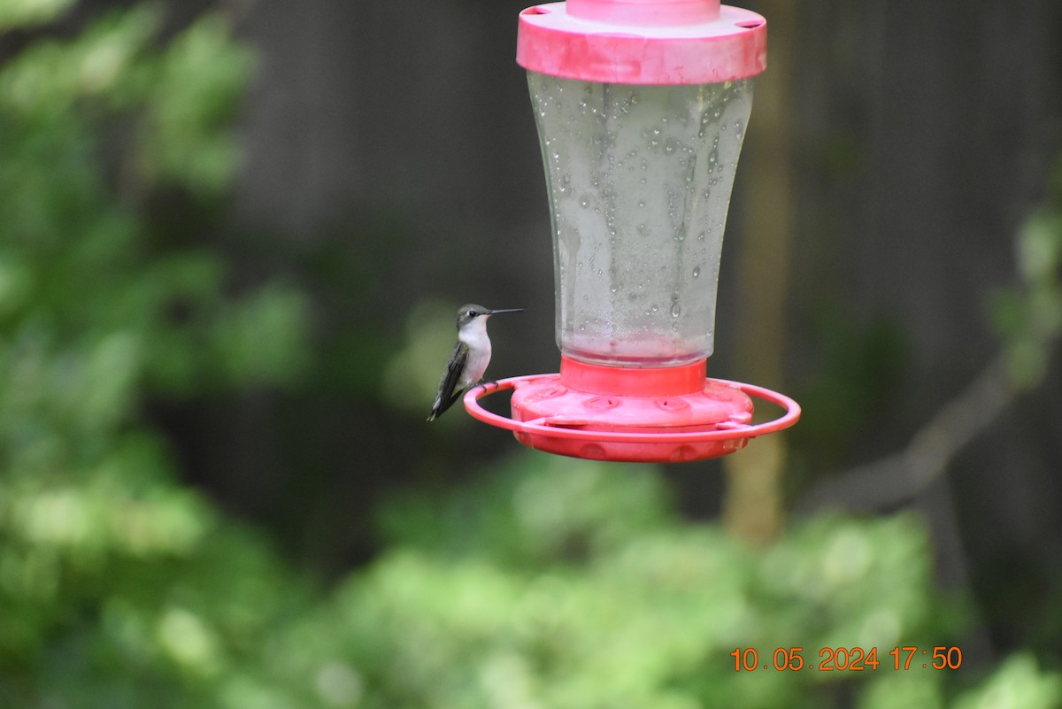 Ruby-throated Hummingbird - Greg Krog