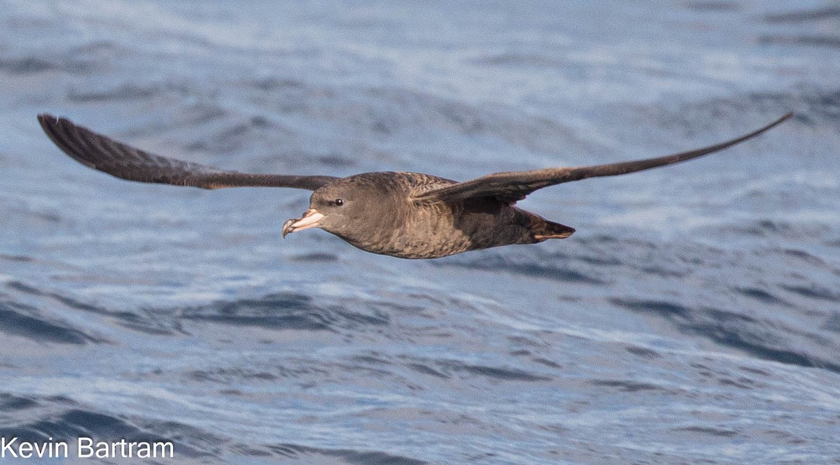 Flesh-footed Shearwater - Kevin Bartram