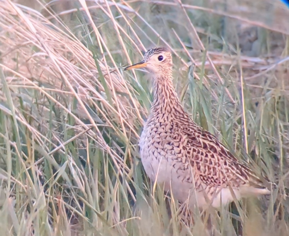 Upland Sandpiper - Nick Ferrauolo