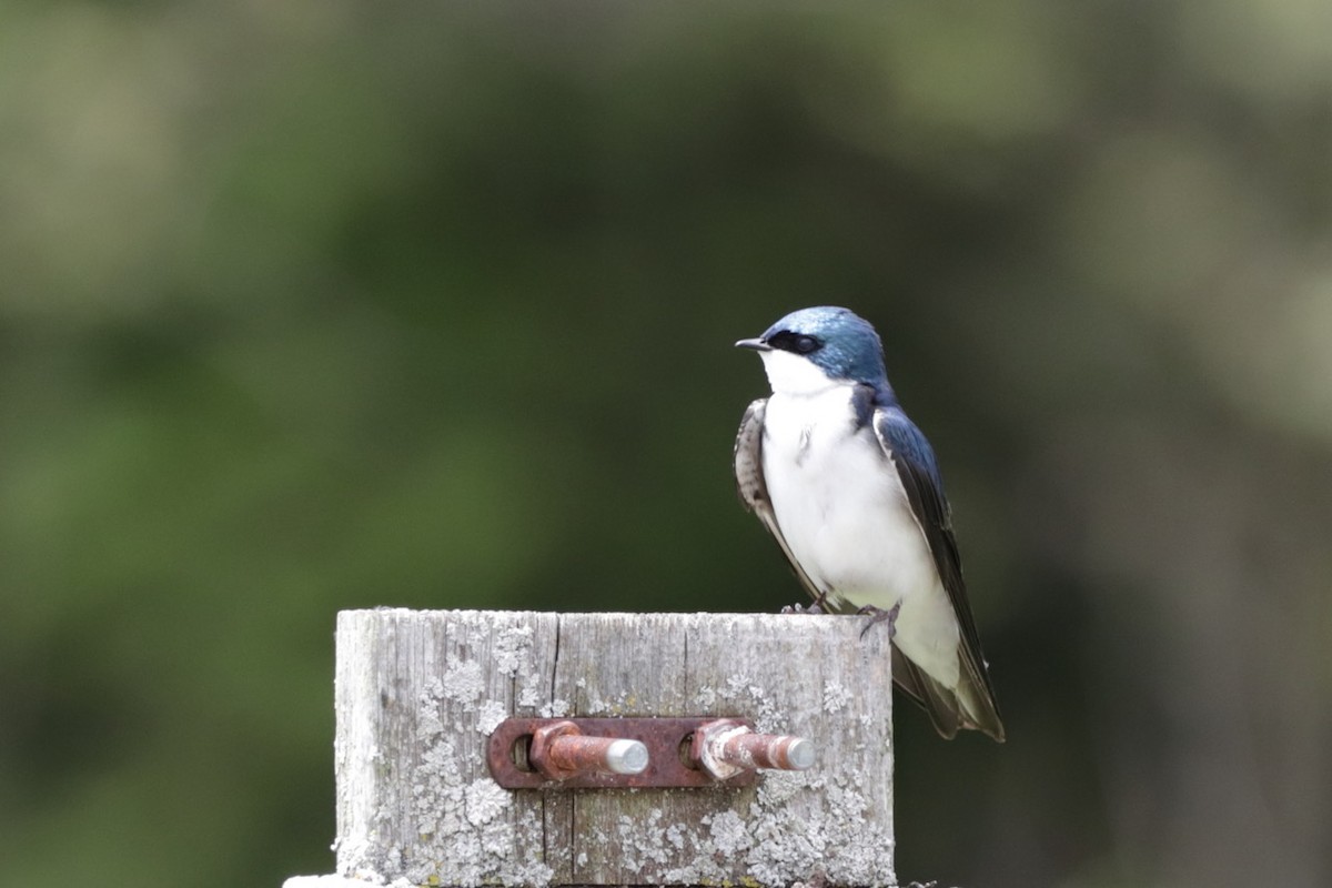 Tree Swallow - Steve McNamara