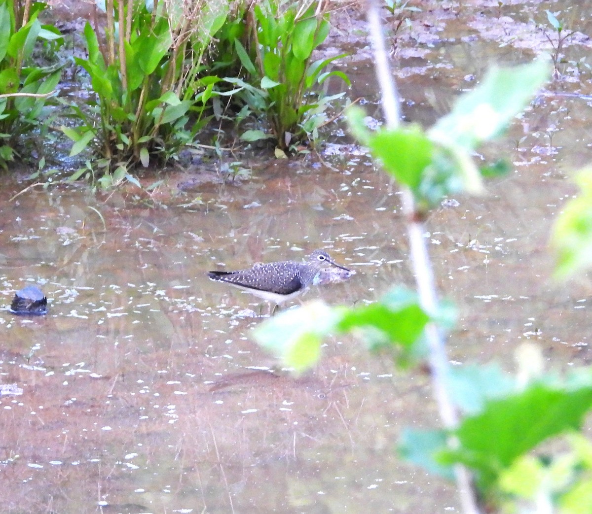 Solitary Sandpiper - ML618798001