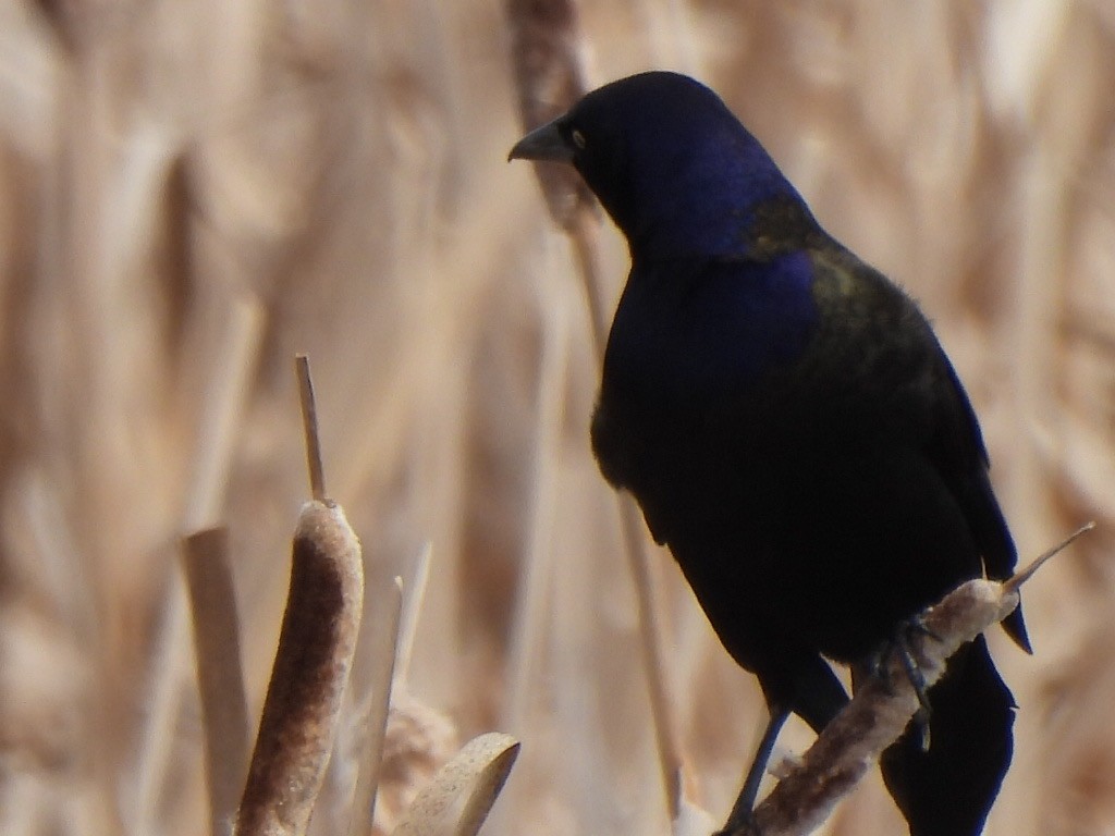 Common Grackle - ML618798002