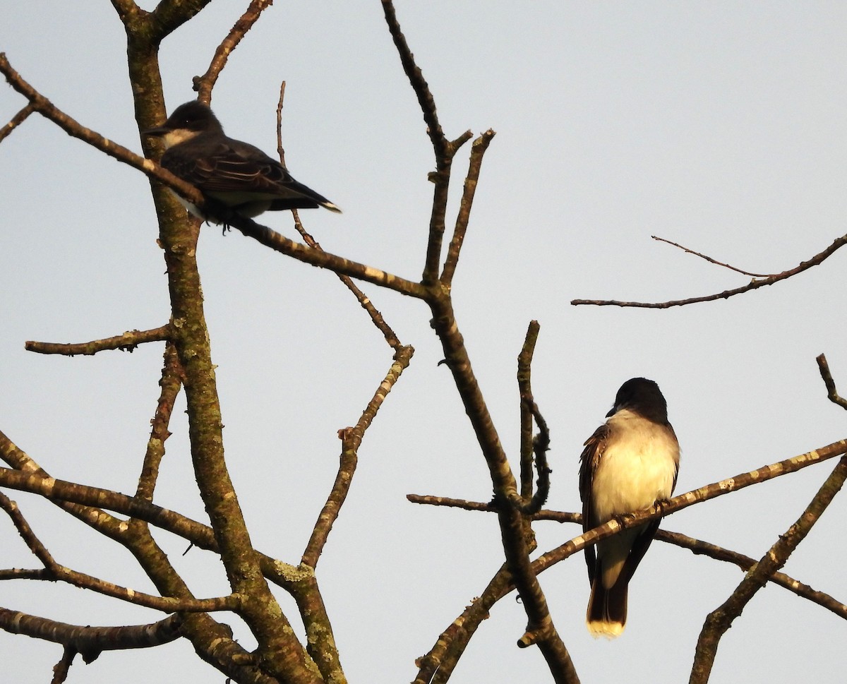 Eastern Kingbird - John Cima