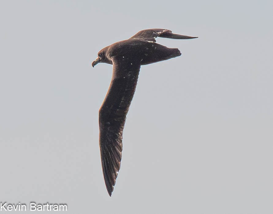 White-chinned Petrel - Kevin Bartram